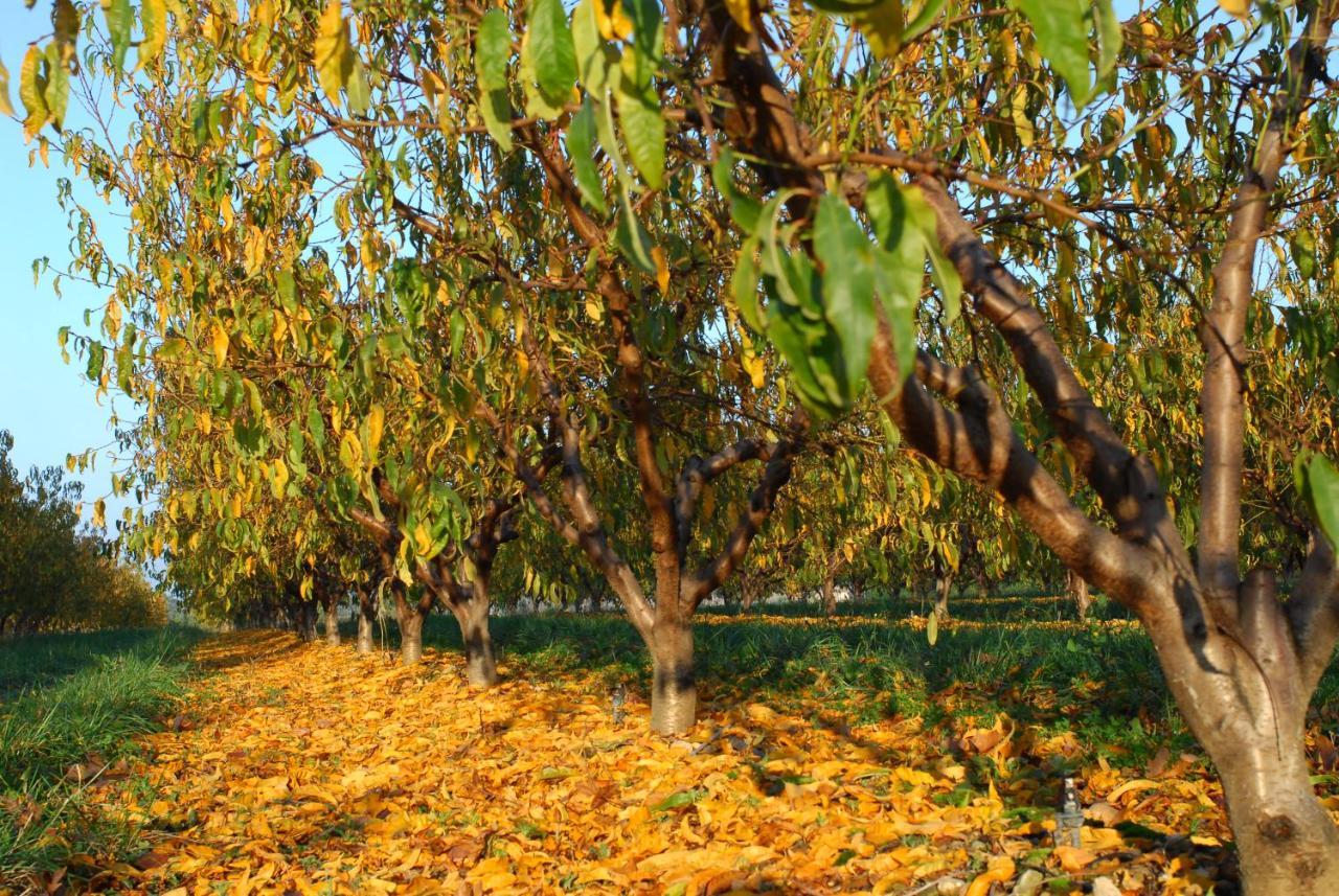 Gite Le Cerisier Via Rhona Dolce Via La Voulte-sur-Rhone Exteriör bild